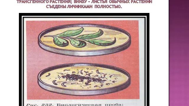 Презентация Достижения и основные направления современной селекции