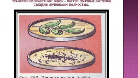 Презентация Достижения и основные направления современной селекции