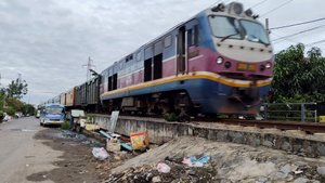 Собаку сбил поезд, но она выжила