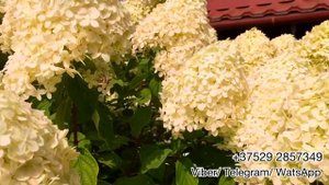 Обзор метельчатой гортензии Lime Light (Лайм лайт). Беларусь