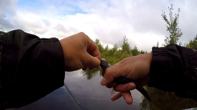 Клев хищника на спиннинг в сентябре смотреть онлайн