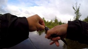 Клев хищника на спиннинг в сентябре