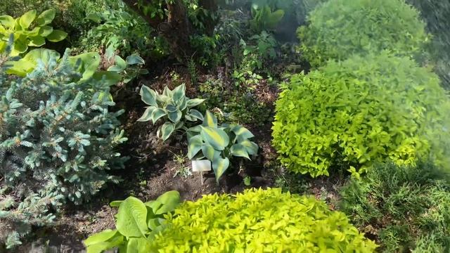 25 мая 2022 г. Сад хост в Бийске. Hosta garden. Biysksadhost смотреть онлайн