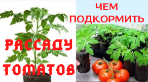 Чем подкормить рассаду томатов для быстрого роста и защитить от вытягивания