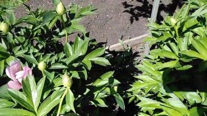 Itoh пион Ферст Арривал (Itoh Paeonia First Arrival) =Первое прибытие.