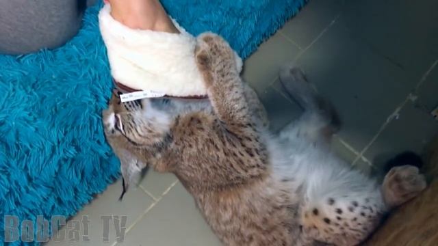 Нападение рыси на тапок! Шок! Сенсация! смотреть онлайн