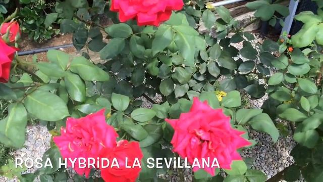 Rosa hybrida La Sevillana. Garden Center online Costa Brava - Girona. смотреть онлайн