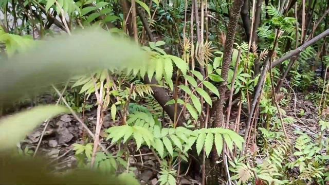 Команда белого голубя. Утка очень голодная перед высиживанием птенцов, но хлеб ей вреден, нужен кор смотреть онлайн