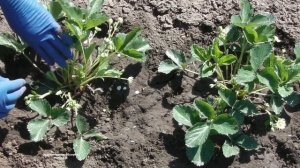 ЗЕМЛЯНИКА  ЕЛИЗАВЕТА 2 ВЫДАЕТ РЕКОРДНОЕ КОЛИЧЕСТВО ЦВЕТОНОСОВ И ЧТО С ЭТИМ ДЕЛАТЬ ? БЕЛОКРЫЛКА