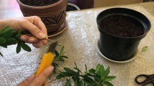 АЗАЛИЯ ОБРЕЗКА. ШТАМБ. УКОРЕНЕНИЕ ЧЕРЕНКОВ / AZALEA PRUNING. BOLE. ROOTING OF CUTTINGS