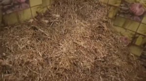 Как мы экономим на кормах для КРС. Это работает!!!