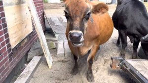 Красноносая Джерсейская Корова - миф или реальность ????