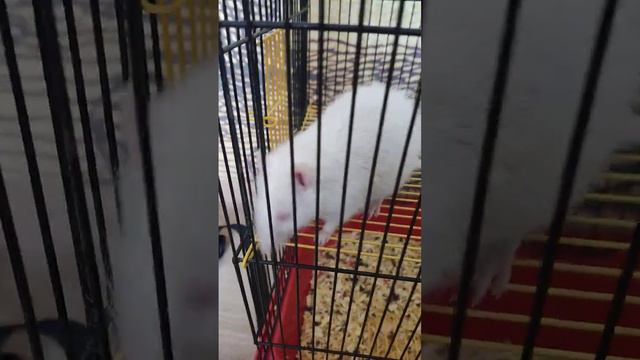 Крыска Крошик крыса животные питомцы мышь милое ви