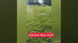 щенок продается.mp4