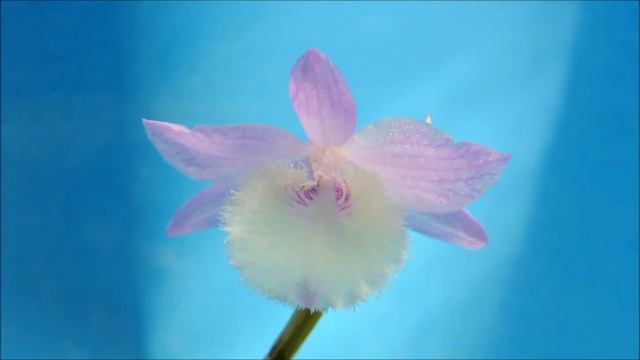 Dendrobium aphyllum `Madam Royal' (orchid) смотреть онлайн