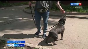 Что может спровоцировать агрессию стаффордширского терьера?