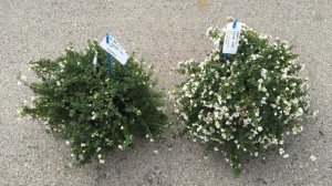Bacopa MegaCopa from Ball FloraPlant