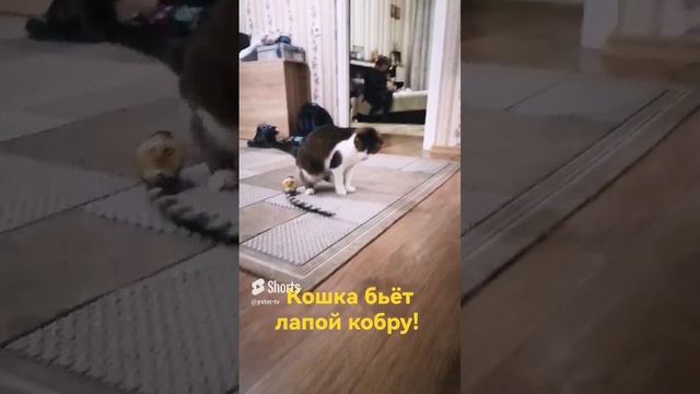 КОШКА АТАКУЕТ ЗМЕЮ КОБРУ. #shorts