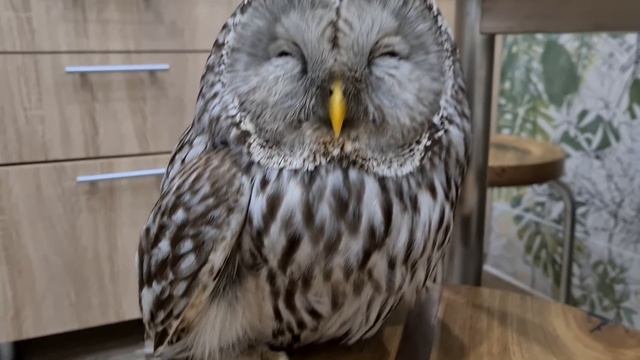 Самый агрессивный вид сов России. Юную барышню отмутузили серые кардиналы. смотреть онлайн