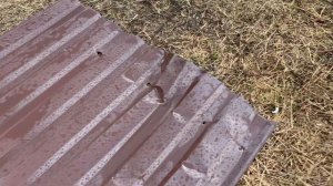 Оторвало профлист сильным ветром . Ошибки при монтаже забора.