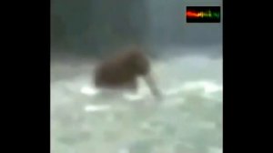 В Сибири гуляют ЖИВЫЕ МАМОНТЫ !