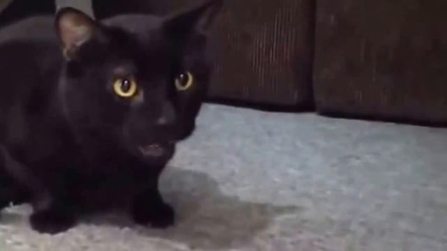 СМЕШНЫЕ ЛЫСЫЕ КОШКИ !!! смотреть онлайн