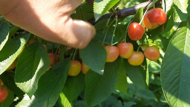 Черешня "Дончанка" смотреть онлайн