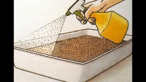 посев семян ели обыкновенной