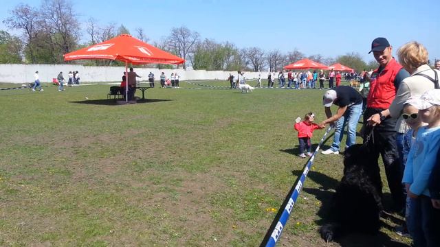 Виставка собак ККУ Кировоград 30.04.17. Ринг БШО, Юджин, 1.5 года смотреть онлайн