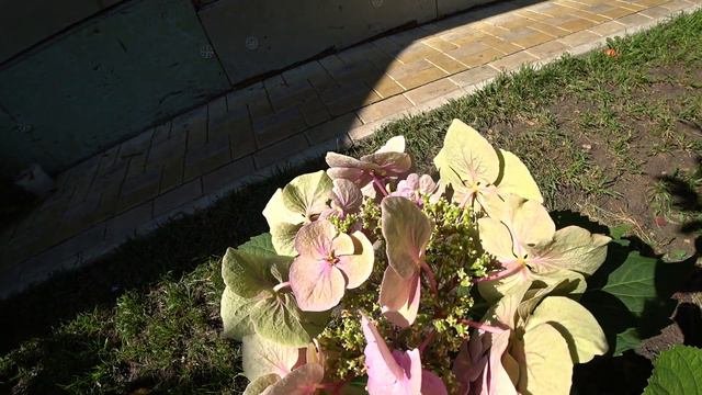 Гортензии отцветают🌺