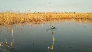 оз.Камышное / Рыбалка на карася с лодки весной / Червь, опарыш или кукуруза на что лучше клюет