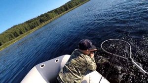 Судак на кружок на озере Янисъярви