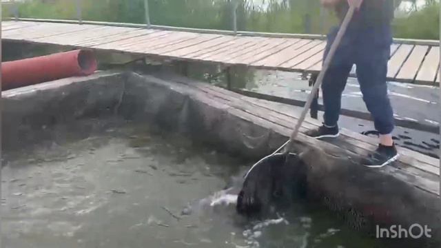 Шикарнейшие запуски конусных белуг лови и получай подарки. #рыбалкадлядуши #осетр смотреть онлайн