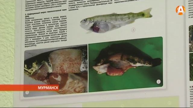 Больная рыба в реках Мурманской области – её «исцеление» зависит от рыбаков 15.12.2015