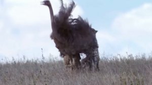 15 битв животных, снятых на камеру!!Горилла против гориллы!!