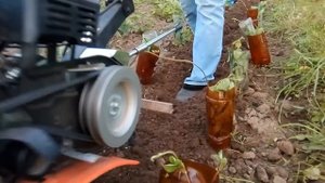 Обработка клубники культиватором