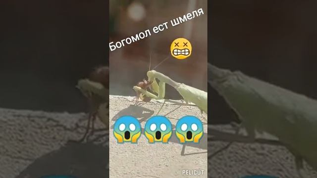 Богомолы всё-таки хищники! #насекомые