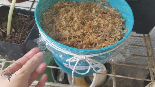 How I sprout Titan Arum Seeds смотреть онлайн