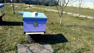 Надёжная защита ульев от синиц.