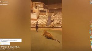 Аскольд Запашный репетиция с хищниками Казань цирк