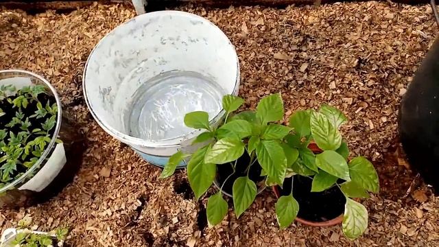 Помидоры сорта "КУБЫШКА" сею на Рассаду в теплице для Октрытого Грунта 1 мая 2022г. смотреть онлайн