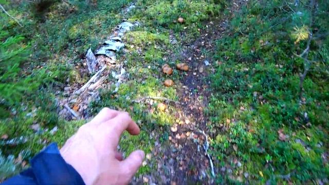 ГОТОВЬТЕ КОРЗИНЫ/ГРИБОВ ПРОСТО МОРЕ/ОСЕННИЕ СБОРЫ2023 смотреть онлайн