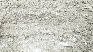 ПОСЕВ АСТРЫ под ЗИМУ без заморочек! Лучший способ посева семян астры в грунт под зиму.