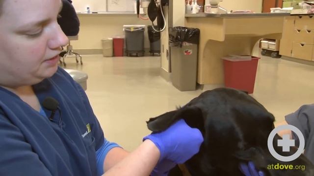 How to Clean A Dog's Ears смотреть онлайн