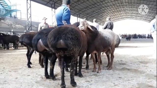 ТАДЖИКИСТАН МОЛ БОЗОРИ Ш.ИСТАРАВШАН НАРХИ КУЧКОРХОИ ЖОЙДОРИ...2021