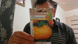 Томат Оранжевый гигант.
