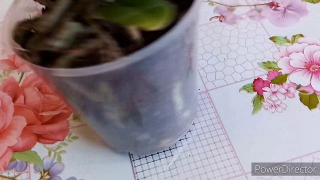 Обзор?НОВАЯ ОРХИДЕЯ❗Шикарная Бабулетка(бантик)!!! Phal. Ravello//Orchid Orjidea