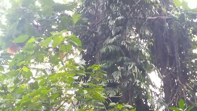 DRAGON TAIL,EPIPREMNUM PINNATUM,PLEASE DO NOT PICK PLANTS ON OUR NATURE LESSON LEARN LOVE OUR NATUR смотреть онлайн