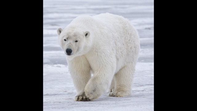 Sound Effects - Polar Bear смотреть онлайн