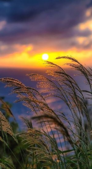 Ю. Агавин "Свет " 🎶